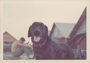 A beloved tracking dog named Moose (Photo Courtesy of David Herbert. Reproduction prohibited without express written permission)
